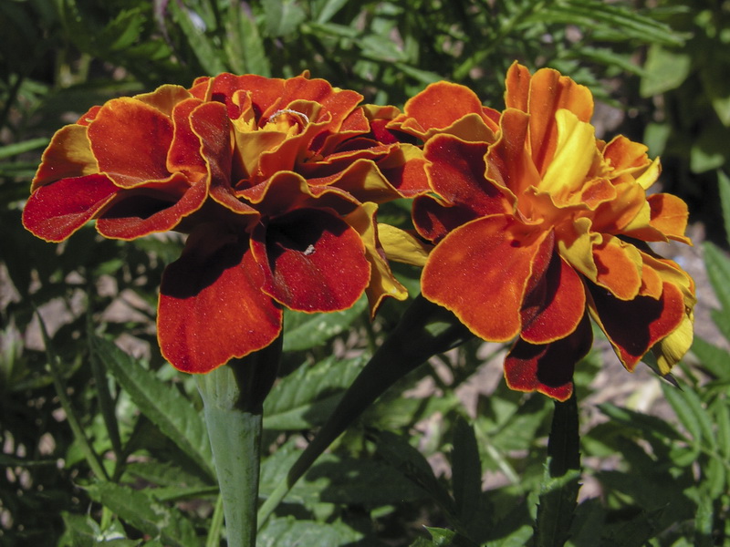 Tagetes patula.05