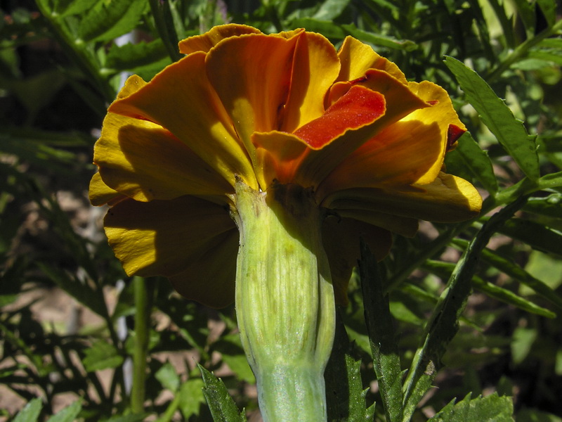 Tagetes patula.08