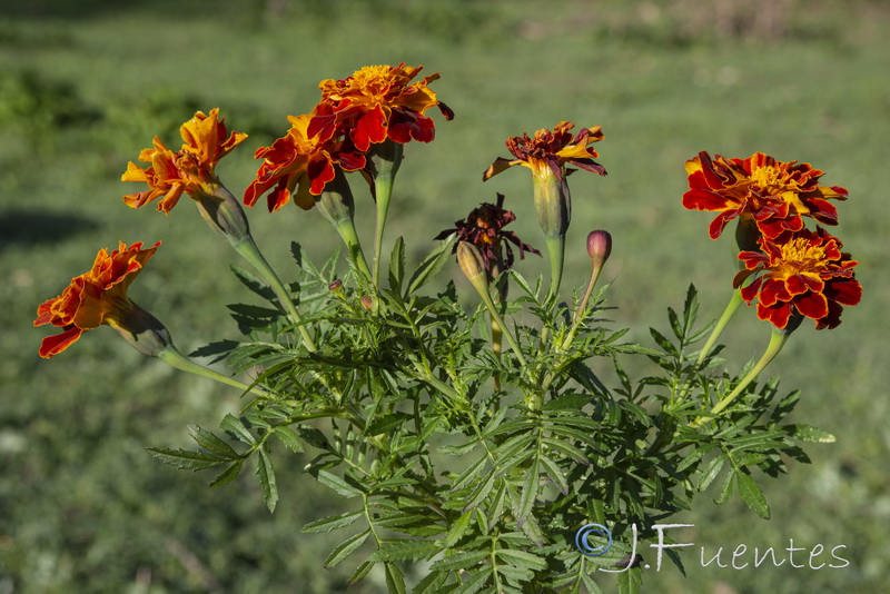 Tagetes patula.09