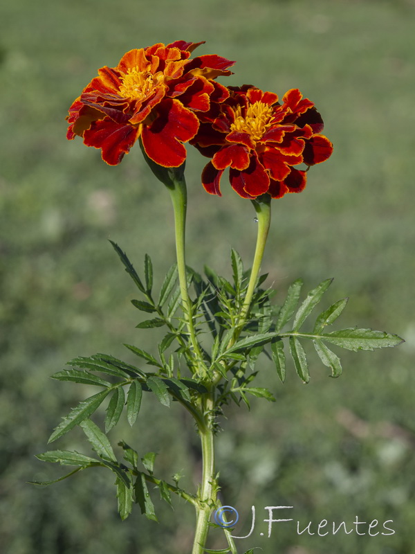 Tagetes patula.10