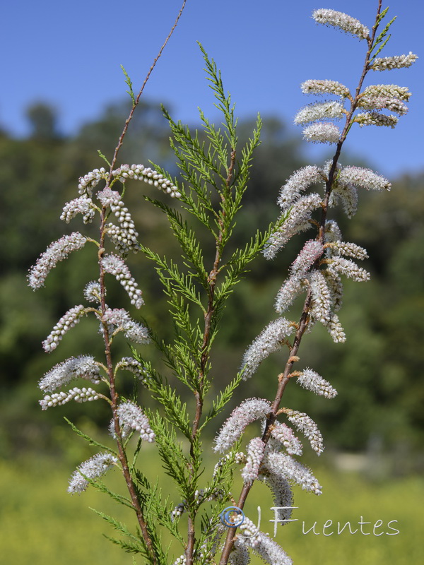 Tamarix africana.01