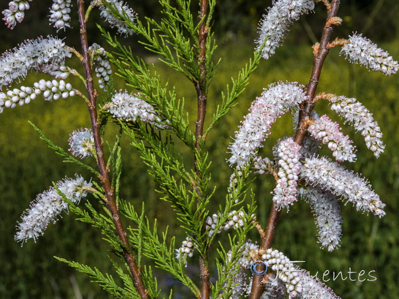 Tamarix africana.02