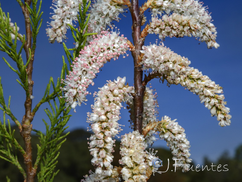 Tamarix africana.03