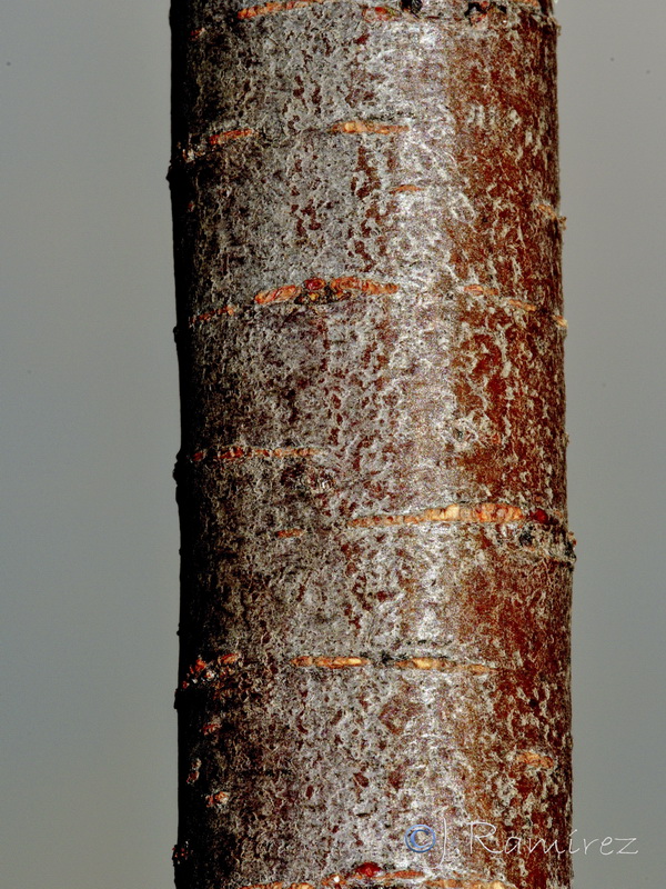 Tamarix africana.05