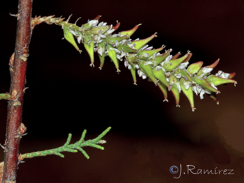 Tamarix africana.06