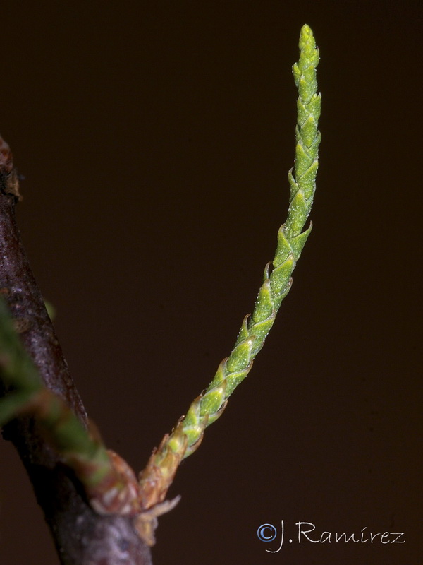 Tamarix africana.07