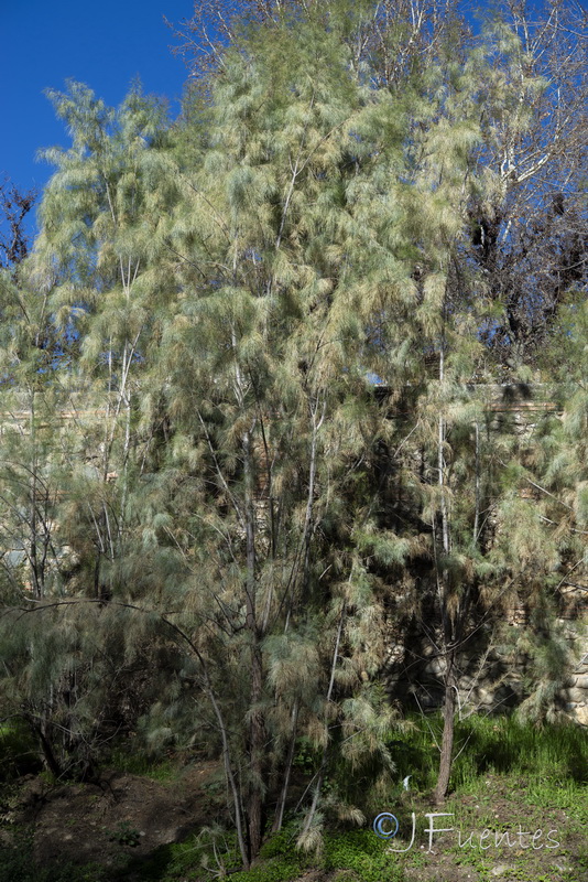 Tamarix aphylla.02