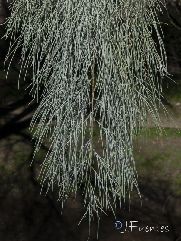 Tamarix aphylla.03