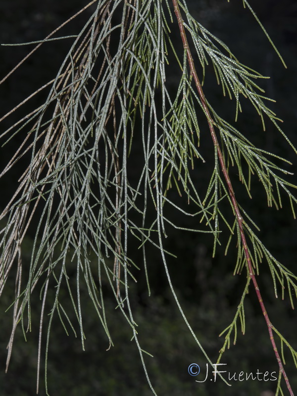 Tamarix aphylla.04
