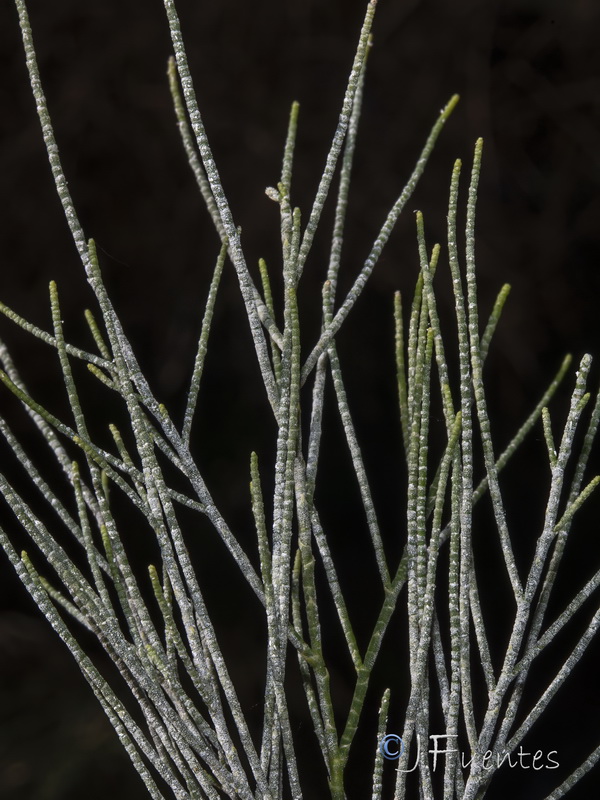 Tamarix aphylla.06