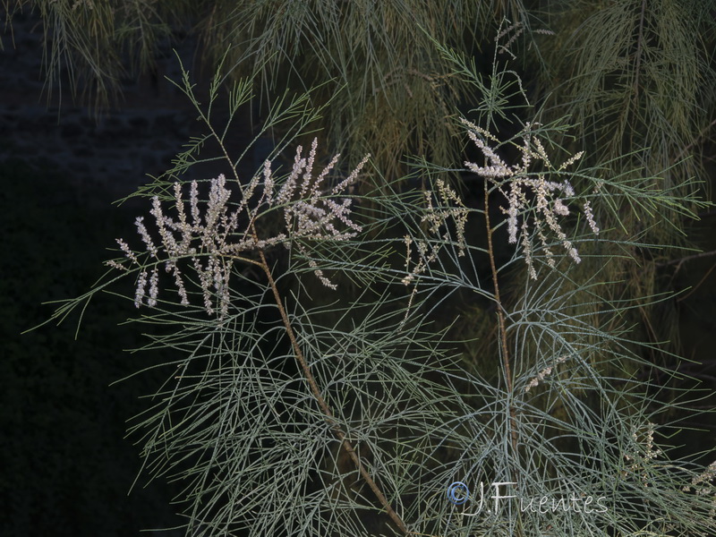 Tamarix aphylla.07