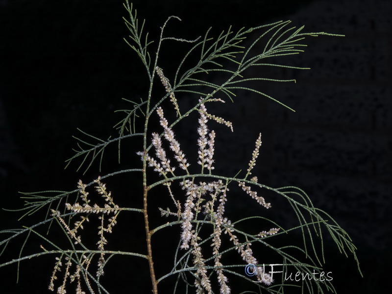Tamarix aphylla.09
