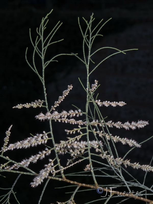 Tamarix aphylla.10