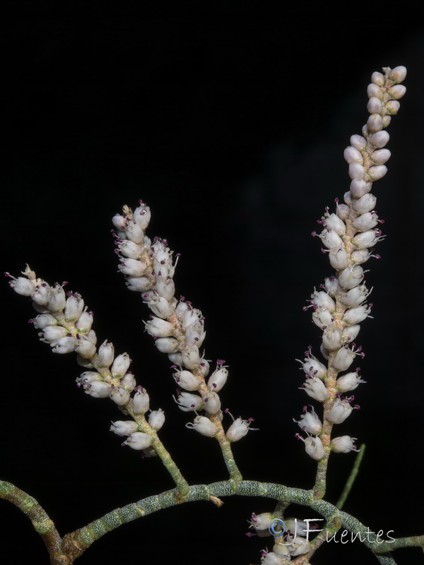 Tamarix aphylla.12