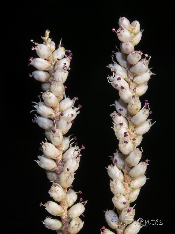 Tamarix aphylla.13