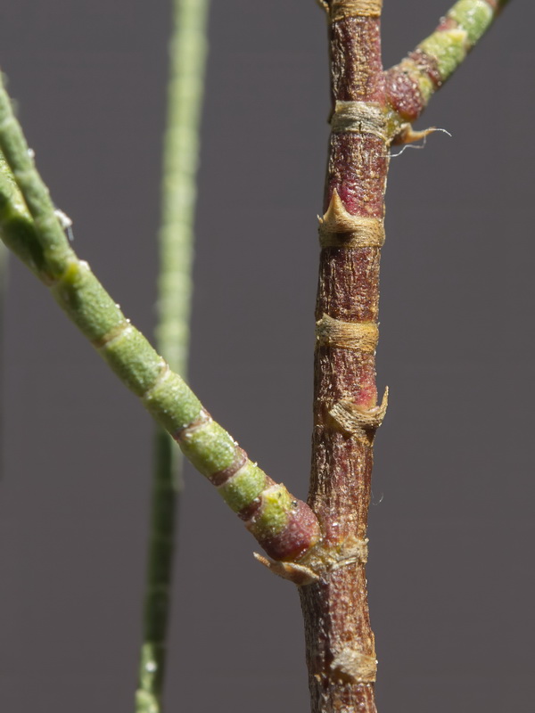 Tamarix aphylla.16