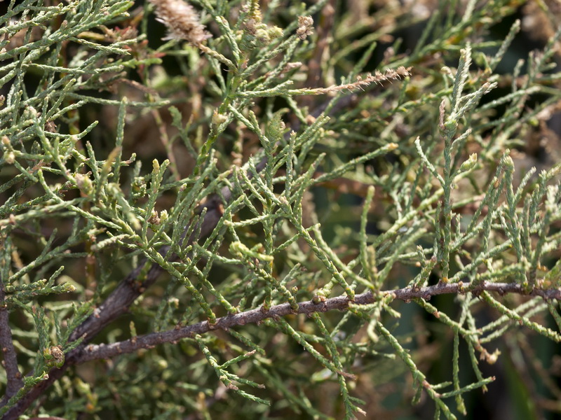 Tamarix boveana.01