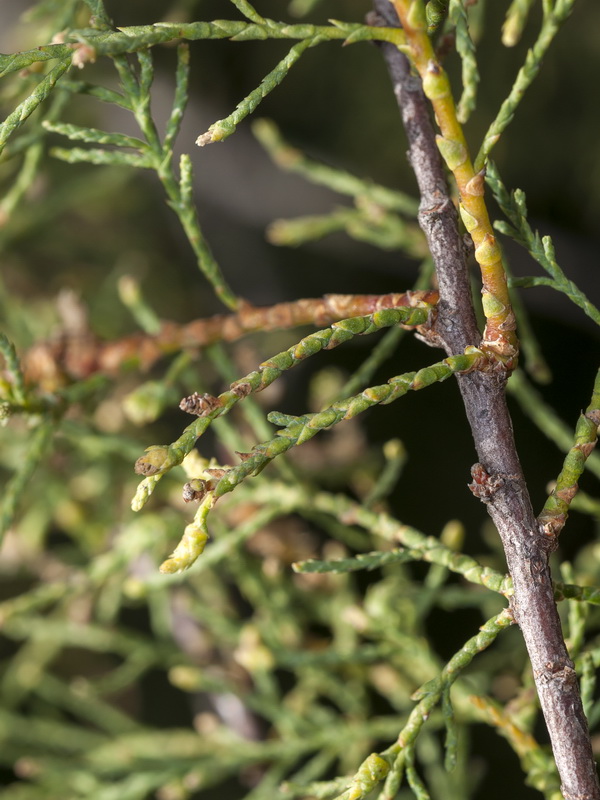 Tamarix boveana.04