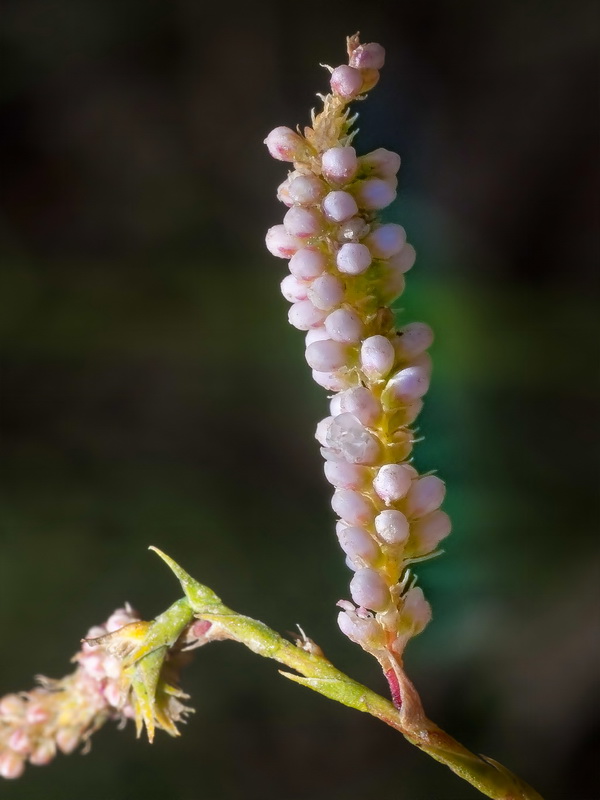 Tamarix boveana.05