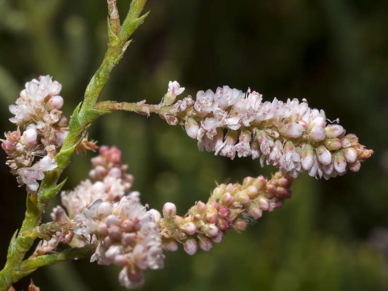 Tamarix boveana.06