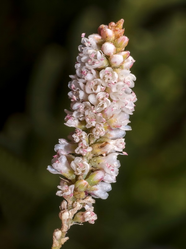 Tamarix boveana.09