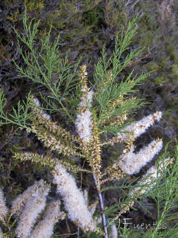 Tamarix boveana.10