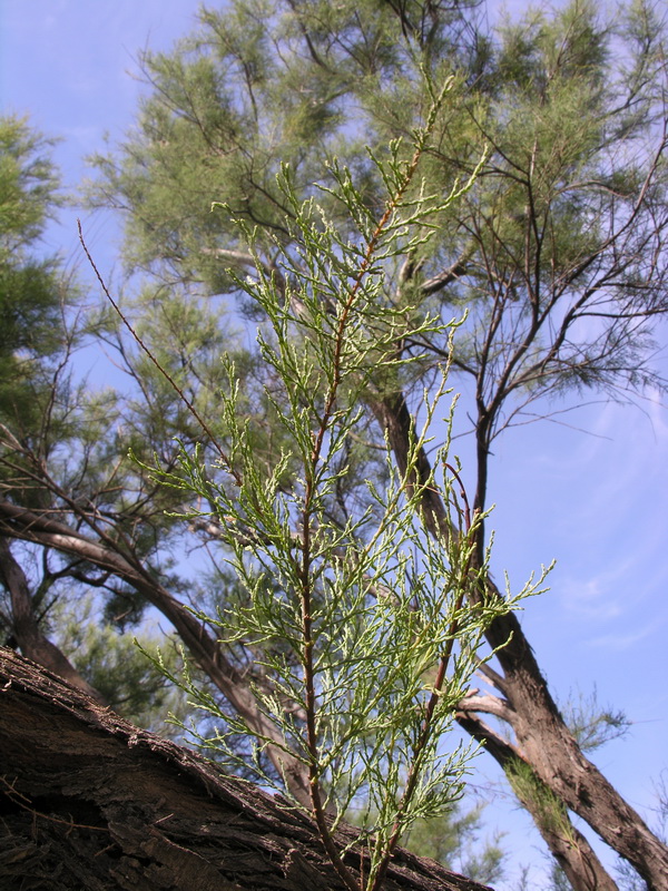 Tamarix gallica.05