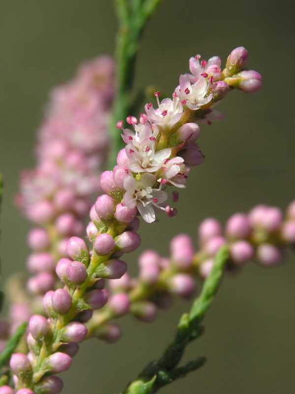 Tamarix gallica.06