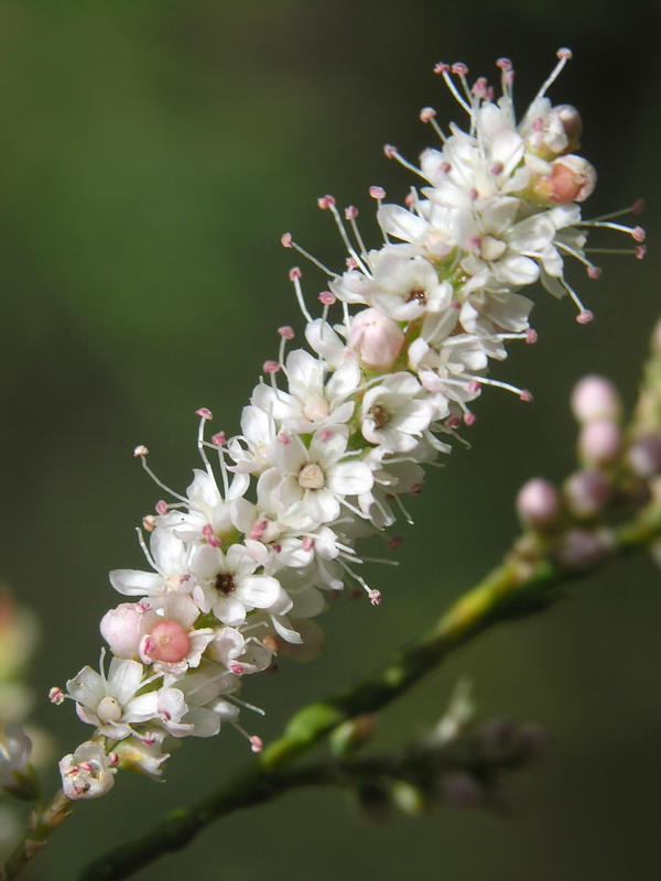 Tamarix gallica.09