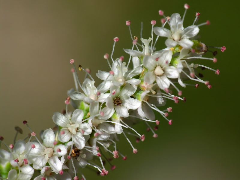 Tamarix gallica.10