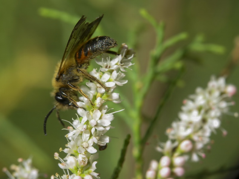 Tamarix gallica.12