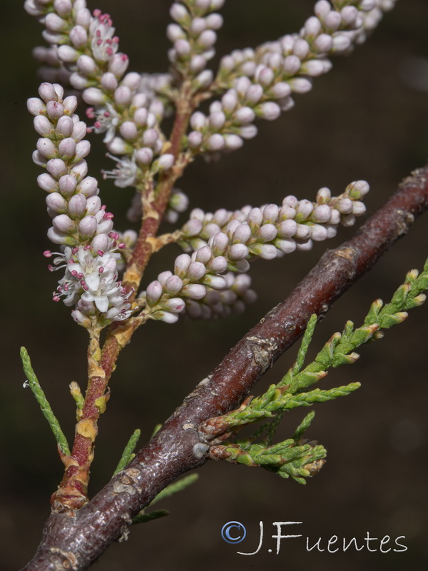 Tamarix gallica.14