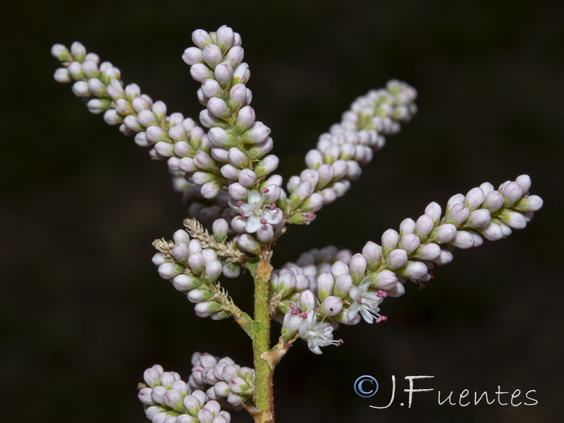 Tamarix gallica.15