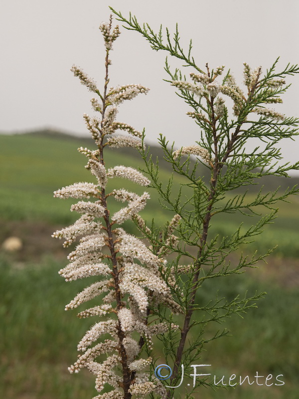 Tamarix mascatensis.02