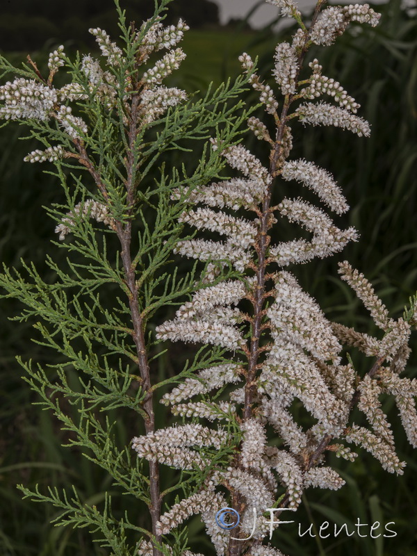 Tamarix mascatensis.03
