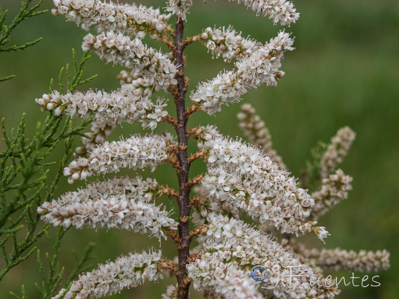 Tamarix mascatensis.04