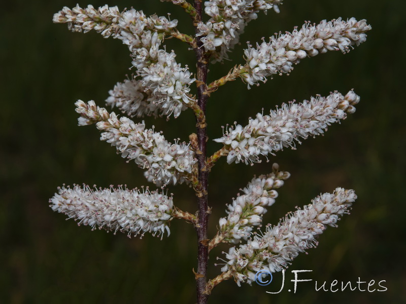 Tamarix mascatensis.06