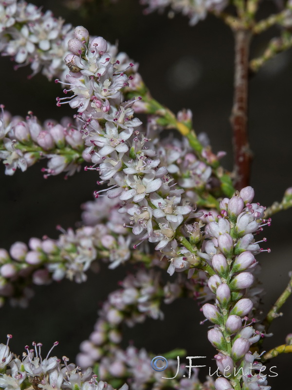 Tamarix mascatensis.07