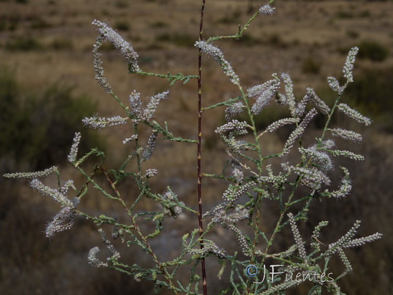 Tamarix mascatensis.01