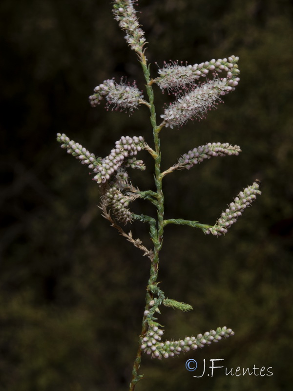Tamarix mascatensis.11