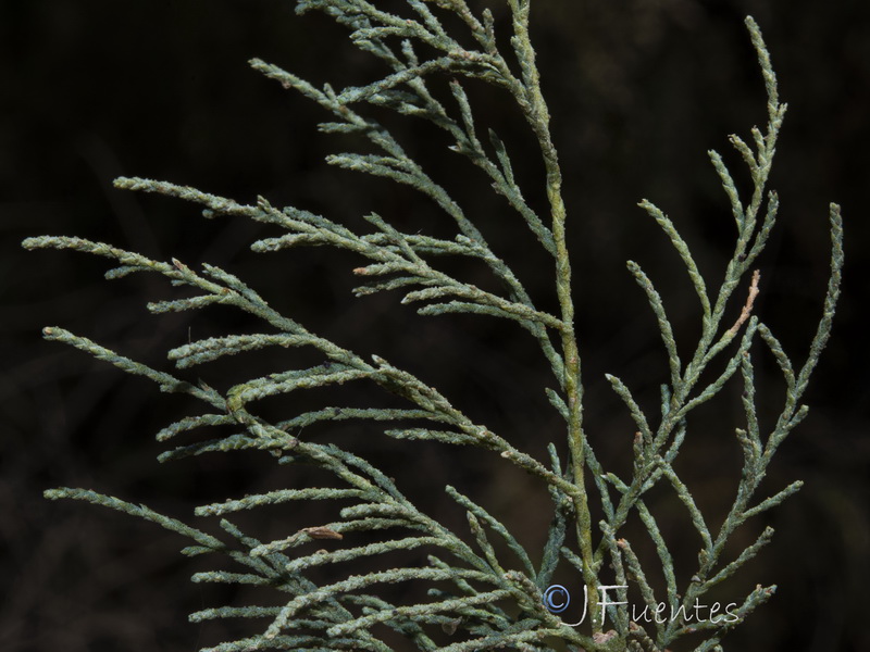 Tamarix mascatensis.12