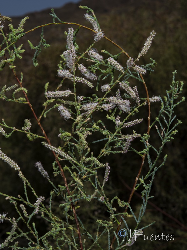 Tamarix mascatensis.13