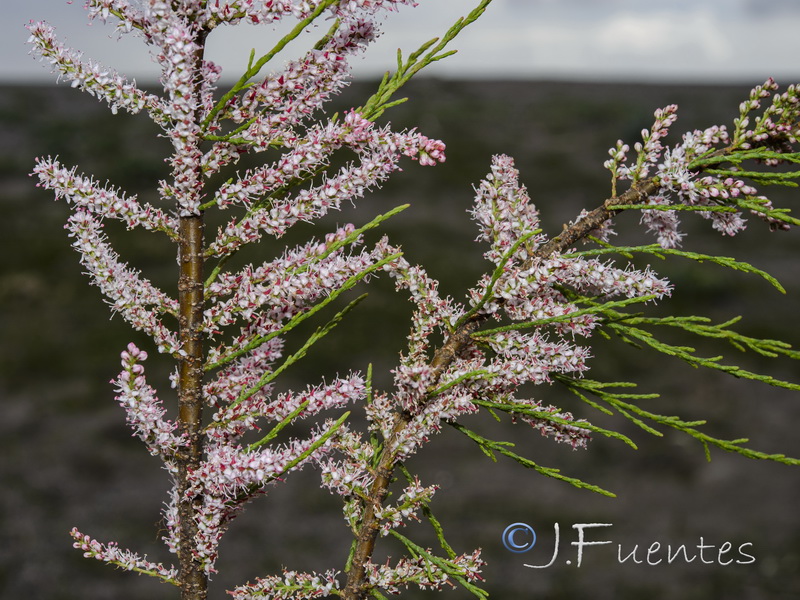 Tamarix parviflora.01