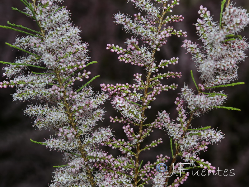 Tamarix parviflora.02