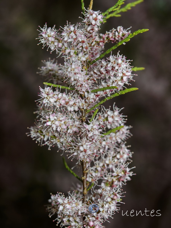 Tamarix parviflora.03