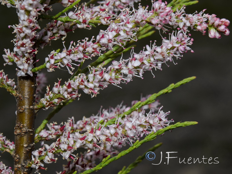 Tamarix parviflora.05