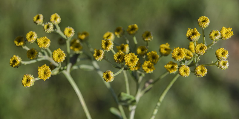 Tanacetum balsamita.07