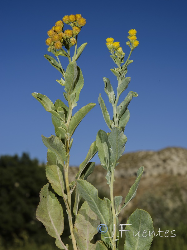 Tanacetum balsamita.12