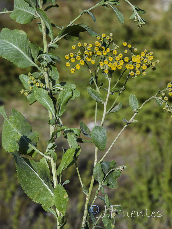 Tanacetum balsamita.13