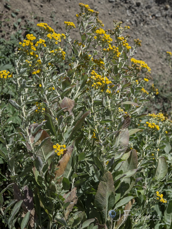Tanacetum balsamita.16